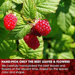 Load image into Gallery viewer, FreshDrinkUS, 75 Bags Premium Raspberry Leaf Teawith Chamomile Flavor, Eases Menstrual Cramps &amp; Supports Healthy Pregnancy, Naturally, Caffeine-Free, Sugar Free, Vegan