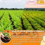 Load image into Gallery viewer, FreshDrinkUS, Premium 45 Ginger Turmeric Tea Bags, 100% Natural Ingredients, Hand-made Blend of Ginger and Turmeric Herbal Tea, Eco-conscious Tea Bags. No Sugar, No Caffeine, No Gluten, Vegan.