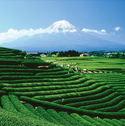 Palais des Thés - Organic 7 Citrus Russian Blend - Fruity Black Tea - 3.5oz Loose Leaf Metal Gift Tin, Serves 20-25 Cups