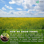 Load image into Gallery viewer, FreshDrinkUS, Premium 135 Fennel Tea Bags, 100% Natural &amp; Pure from Fennel Seeds. Made with Natural Material Tea Bags. No Sugar, No Caffeine, No Gluten, Vegan.