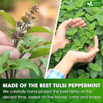 Load image into Gallery viewer, FreshDrinkUS, Premium Tulsi Peppermint Herbal Tea – 135 Tea Bags, 100% Natural, Blend of Tulsi Holy Basil Leaves, and Peppermint Leaves. Made with Natural Material Tea Bags. No Sugar, Vegan.