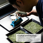 Load image into Gallery viewer, SUGIMOTO TEA Japanese Kukicha Stem Green Tea Bags 20 Count Pack of 1