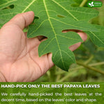 Load image into Gallery viewer, FreshDrinkUS, Premium 25 Papaya Leaf Tea Bags, 100% Natural &amp; Pure from Papaya Leaves. Loose Leaf Herbal Tea. Made with Natural Material Tea Bags. No Sugar, No Caffeine, No Gluten, Vegan.