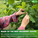 Load image into Gallery viewer, FreshDrinkUS, Permium 8oz Mulberry Leaves, 100% Natural &amp; Pure from Mulberry Leaves, Loose Leaf Herbal Tea, No Additives, No Caffeine, Vegan