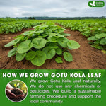 Load image into Gallery viewer, FreshDrinkUS, Premium Gotu Kola Leaf Tea – 75 Tea Bags | Pure Dried Centella Asiatica Leaves | Naturally Caffeine-Free Herbal Tea | Refreshing Aroma &amp; Smooth Taste | Premium Herbal Infusion. Vegan