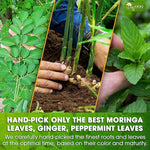 Load image into Gallery viewer, TOG999, Premium Moringa Ginger Peppermint Herbal Tea – 60 Tea Bags – Caffeine-Free, Plant-Based, Non-GMO, Naturally Refreshing Flavor, No Artificial Additives, No Sugar, No Gluten. Vegan