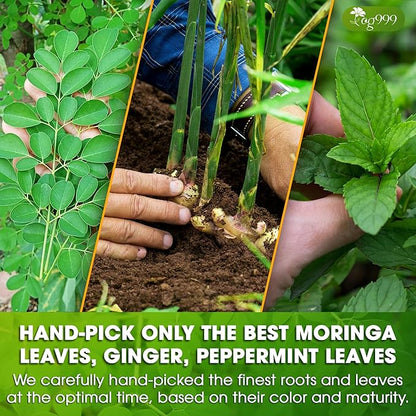 TOG999, Premium Moringa Ginger Peppermint Herbal Tea – 60 Tea Bags – Caffeine-Free, Plant-Based, Non-GMO, Naturally Refreshing Flavor, No Artificial Additives, No Sugar, No Gluten. Vegan