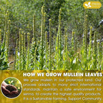 Load image into Gallery viewer, FreshDrinkUS, Premium 25 Mullein Leaf Tea For Lungs, Lung Detox For Smokers, Handmade, 100% Natural &amp; Pure, Mullein Tea, No Sugar, No Caffeine, No Gluten, Vegan