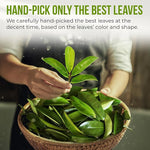 Load image into Gallery viewer, FreshDrinkUS, Premium Soursop Graviola Leaf Tea | 45 Tea Bags form Powder, 100% Natural and Pure, Handmade, Made With Natural Materials-Corn Fiber Tea Bag, Sugar/Caffeine Free, Hoja Guanabana Tea