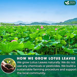 Load image into Gallery viewer, FreshDrinkUS, Premium 30 Lotus Leaf Tea Bags, 100% Natural &amp; Pure from Lotus Leaves. Loose Leaf Lotus Herbal Tea. Made with Eco-Conscious Tea Bags. No Sugar, No Caffeine, No Gluten, Vegan.