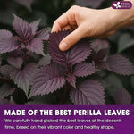 Load image into Gallery viewer, FreshDrinkUS, Premium Perilla Leaf Tea – 40 Tea Bags | 100% Pure Perilla Leaves | Caffeine-Free, Non-GMO, Natural Packaging | Herbal Tea Bags for Daily Enjoyment. Gluten-Free. Sugar-Free. Vegan