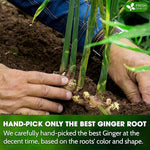 Load image into Gallery viewer, FreshDrinkUS, 150 Premium Ginger Tea Bags, Non GMO, 100% Natural &amp; Pure from Ginger Root, Root Herbal Tea. No Sugar, No Caffeine, No Gluten, Vegan. Support Stronger Digestion, Pleasantly Spicy &amp; Warming