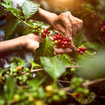 Load image into Gallery viewer, doanhdang - 35 Oz Premium Robusta Whole Bean Coffee, 100% Robusta Medium Roast, Rich Flavor for Espresso Shot and Brew, Origin from Vietnam, Whole Med Roast Beans