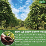 Load image into Gallery viewer, FreshDrinkUS, Premium 50+ Natural Guava Leaves, Whole Dried Leaves, 100% Pure, Natural Guava Loose Leaf Herbal Tea, Non GMO, No Additives, No Caffeine, Vegan