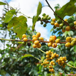 Load image into Gallery viewer, doanhdang - 17.6 Oz Premium Yellow Bourbon Whole Bean Coffee, 100% Medium Roast, Rich Flavor for Espresso Shot and Brew, Origin from Vietnam, Whole Med Roast Beans