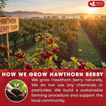 Load image into Gallery viewer, FreshDrinkUS, Premium Hawthorn Berry Tea - 135 Tea Bags - 100% Natural Herbal Infusion, Caffeine-Free, Rich Aroma &amp; Smooth Taste. Vegan