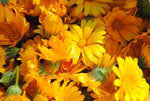 Load image into Gallery viewer, MagJo Naturals, Calendula Flower (1 Pound Bag) whole dried calendula flowers and petals, Calendula officinalis, loose leaf tea, marigold flowers, loose leaf teas, cocktail bombs, Raw