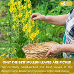 Load image into Gallery viewer, FreshDrinkUS, Premium 25 Mullein Leaf Tea For Lungs, Lung Detox For Smokers, Handmade, 100% Natural &amp; Pure, Mullein Tea, No Sugar, No Caffeine, No Gluten, Vegan