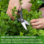 Load image into Gallery viewer, FreshDrinkUS, Premium 45 Spearmint Tea Bags, 100% Natural Spearmint Leaves. Loose Leaf Spearmint Herbal Tea. Spearmint Leaf Tea. No Sugar, No Caffeine, No Gluten, Vegan.