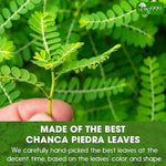 Load image into Gallery viewer, TOG999, 60 Tea bags Dried Chanca Piedra Leaves, Chanca Piedra Tea “Stone Breaker” 100% Natural &amp; Pure. Made with Natural Material Tea Bags. No Sugar, No Caffeine, No Gluten, Vegan.