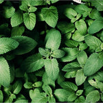 Load image into Gallery viewer, MagJo Spearmint Loose Leaf Tea 1 Pound Dried Herb