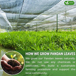 Load image into Gallery viewer, FreshDrinkUS, Premium 15 Pandan Leaf Tea Bags, 100% Natural &amp; Pure from Pandan Leaves. Loose Leaf Pandan Herbal Tea. Made with Natural Material Tea Bags. No Sugar, No Caffeine, No Gluten, Vegan. (15 Tea bags)