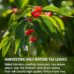 Load image into Gallery viewer, TOG999, Premium 18oz Yerba Mate Tea, Hi-Caffeine, Super-Green Yerba Mate| No Dust| Fresh - Never Aged (Ilex Paraguariensis), Cultivated from Argentina - Rich in Antioxidants and Plant Nutrients.