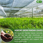 Load image into Gallery viewer, FreshDrinkUS, Premium 2oz Natural Pandan Leaves Dried, 100% Pure Dried Pandan Leaves, Pandan Leaf Tea, No Additives, No Caffeine, Vegan (2 oz Dried Leaves)