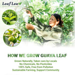 Load image into Gallery viewer, LeafLea 120 Guava Leaf Tea Bags, Premium Natural Herbal Tea, 100% Hojas De Guayaba, Caffeine-Free, Non-GMO, Supports Digestion &amp; Immune Health, Packed with Natural Goodness