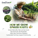 Load image into Gallery viewer, LeafLea Ginger Green Tea, 120 Tea Bags, Premium Green Tea Blend with Pure Ginger Root, Supports Digestive Wellness, Natural Flavor, Low Caffeine, Sugar-Free