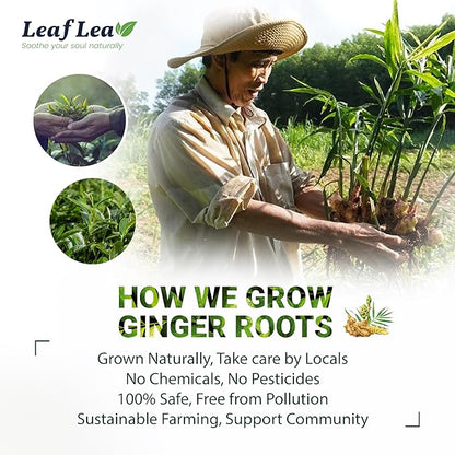 LeafLea Ginger Green Tea, 40 Individually Wrapped Tea Bags of Soothing Green Tea Blend with Natural Ginger Root, Sweetened with Stevia, Supports Digestion and Immunity, Low Caffeine, Sugar-Free