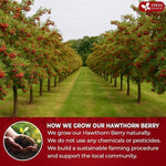 Load image into Gallery viewer, FreshDrinkUS, 16oz Premium Dried Hawthorn Berries – All-Natural, Non-GMO, Perfect for Tea, Smoothies, Baking &amp; Snacking – Healthy, Versatile Superfood