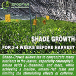 Load image into Gallery viewer, EFOOFAN Matcha Organic Green Tea Powder - Premium Culinary Grade (9OZ) - USDA/JAS/EC Certified Organic - Japanese Tencha Tea Flavor - Te Verde Macha Organico Latte Powder Unsweetened