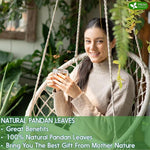 Load image into Gallery viewer, FreshDrinkUS, Premium 2oz Natural Pandan Leaves Dried, 100% Pure Dried Pandan Leaves, Pandan Leaf Tea, No Additives, No Caffeine, Vegan (2 oz Dried Leaves)