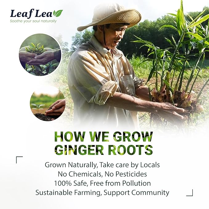 Premium Ginger Green Tea Bags Blend, Natural Green Tea with Ginger Tea Bags, Spicy and Warming Flavor Promotes Healthy Digestion, Ideal For Gift Box | 160 Tea Bags