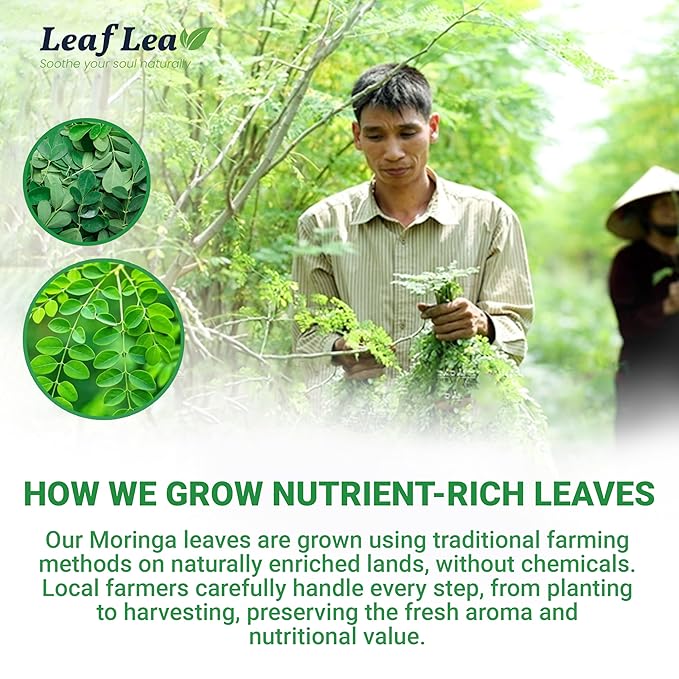 LeafLea Moringa Tea, 120 Fresh-Sealed Tea Bags, Premium Herbal Blend from 100% Natural Moringa Leaves, Supports Digestion & Immune Health, Caffeine-Free, Sugar-Free, Vegan, Non-GMO