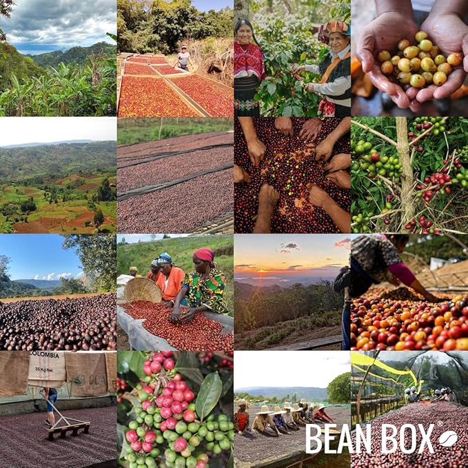 Bright Minds - Colombia - Roasted by Greater Goods Coffee Co. - Whole Bean Coffee - 10 Ounce Bag