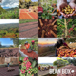 Load image into Gallery viewer, Colombia Decaf - EA - Roasted by Proud Mary Coffee - Whole Bean Coffee - 1 Kilogram Bag