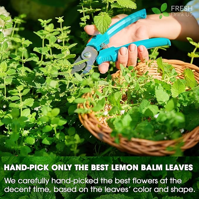 FreshDrinkUS, Premium 120 Lemon Balm Leaf Tea Bags, 100% Natural & Pure from Lemon Balm Leaves. Loose Leaf Herbal Te. No Sugar, No Caffeine, No Gluten, Vegan.