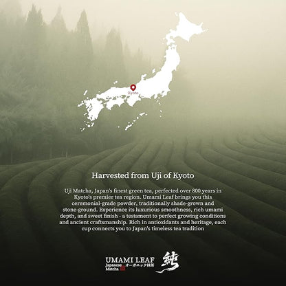 Umami Leaf Organic Japanese Ceremonial Grade Matcha - 100% Pure Green Tea Powder, USDA Certified, First Harvest, Authentic Origin From Uji, Kyoto (40g / 1.4oz Tin)