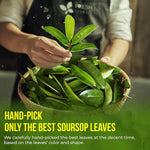 Load image into Gallery viewer, 40 Premium Soursop Graviola Leaf Tea Bags, 100% Natural and Pure from Soursop Leaves, Handmade, Made With Natural Materials-Corn Fiber Tea Bag, Sugar/Caffeine/Gluten Free, Hoja Guanabana Tea