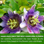 Load image into Gallery viewer, TOG999, Premium 120 Pasiflora Pasion Flower Tea Bags, 100% Natural &amp; Pure. Passion Flower Herbal Tea. No Sugar, No Caffeine, No Gluten, Vegan.
