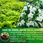 Load image into Gallery viewer, FreshDrinkUS, Premium 40 Jasmine Green Tea Bags, 100% Natural &amp; Pure from Jasmine Green Herbal Tea. Made with Natural Material Tea Bags. No Sugar, No Gluten, Vegan.