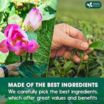 Load image into Gallery viewer, FreshDrinkUS, Premium 20 Tea Bags of Lotus Green Tea, 100% Natural. Exquisite Flavor, Handpicked Leaves, Perfect for Tea Lovers. No Sugar, No Gluten, Vegan.