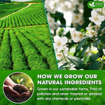 Load image into Gallery viewer, FreshDrinkUS, Premium 20 Tea Bags of Jasmine Green Tea, 100% Natural. Exquisite Flavor, Handpicked Leaves, Perfect for Tea Lovers. No Sugar, No Gluten, Vegan.