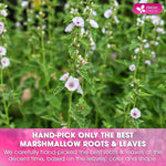 Load image into Gallery viewer, FreshDrinkUS, Premium 75 Marshmallow Root and Leaf Tea Bags, 100% Natural &amp; Pure. Loose Leaf Marshmallow Herbal Tea. Made with Eco-Conscious Tea Bags. No Sugar, No Caffeine, No Gluten, Vegan.