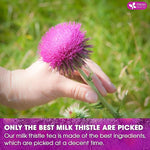 Load image into Gallery viewer, FreshDrinkUS, Premium 75 Milk Thistle Tea Bags, 100% Natural &amp; Pure from Milk Thistle Seeds. Milk Thistle Seed Herbal Tea. Made with Natural Material Tea Bags. No Sugar, No Caffeine, No Gluten, Vegan.