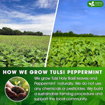 Load image into Gallery viewer, FreshDrinkUS, Premium Tulsi Peppermint Herbal Tea – 75 Tea Bags, 100% Natural, Blend of Tulsi Holy Basil Leaves, and Peppermint Leaves. Made with Natural Material Tea Bags. No Sugar, Vegan.