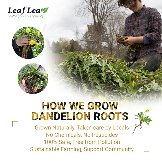 LeafLea Dandelion Root Tea Bags, 240 Count, Natural Dandelion Root Herbal Tea Blend, Supports Digestive and Immune Health, Caffeine-Free, Sugar-Free, Vegan, Gluten-Free, Pack of 6