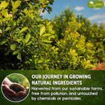 Load image into Gallery viewer, TOG999, 60 Tea Bags Yerba Mate, Hi-Caffeine, Unsmoked Yerba Mate Tea Bags, Super-Green Yerba Mate, No Dust, Fresh - Never Aged (Ilex Paraguariensis), Cultivated from Argentina - Rich in Antioxidants and Plant Nutrients.